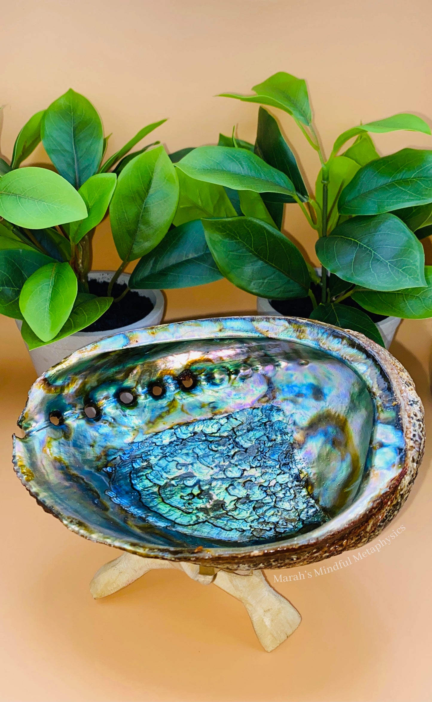 6-7” Abalone Shell with Stand